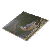 USA, Washington State, Red-brested Nuthatch, Tegeltje (Zijkant)