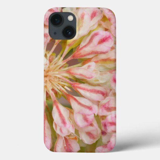 USA, Wyoming, Buckwheat wildflower close-up Case-Mate iPhone Case (Achterkant)