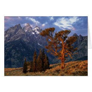USA, Wyoming, Grand Teton NP. Un cèdre solitaire
