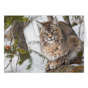 USA, Wyoming, Parc national de Yellowstone, Bobcat
