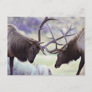 USA, Wyoming, Yellowstone National Park Briefkaart