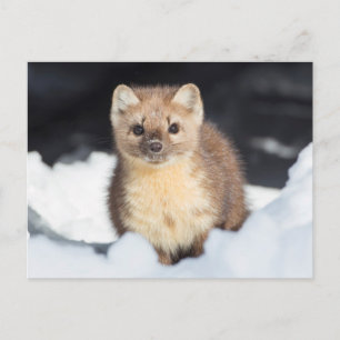 USA, Wyoming, Yellowstone National Park Briefkaart