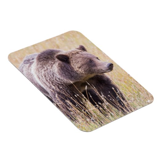 USA, Wyoming, Yellowstone National Park, Grizzly 3 Magneet (Rechterzijde)