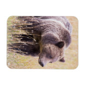 USA, Wyoming, Yellowstone National Park, Grizzly 3 Magneet (Horizontaal)