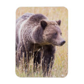 USA, Wyoming, Yellowstone National Park, Grizzly 3 Magneet (Verticaal)