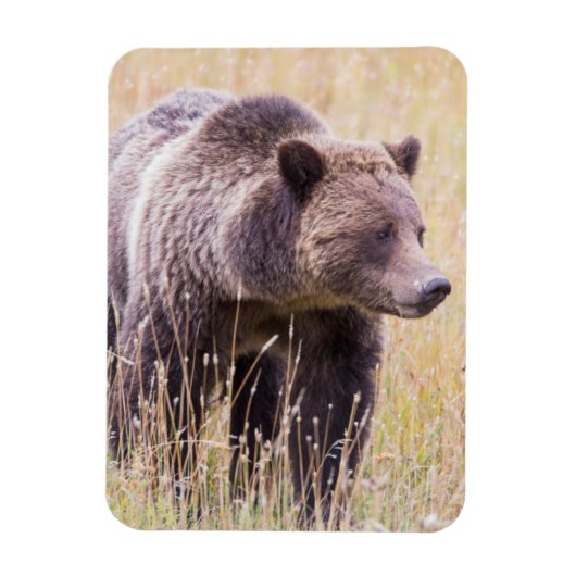 USA, Wyoming, Yellowstone National Park, Grizzly 3 Magneet (Verticaal)