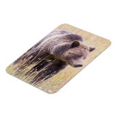 USA, Wyoming, Yellowstone National Park, Grizzly 3 Magneet (Linkerzijde)