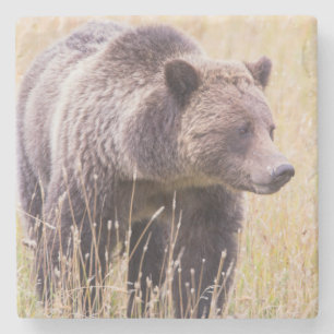 USA, Wyoming, Yellowstone National Park, Grizzly 3 Stenen Onderzetter