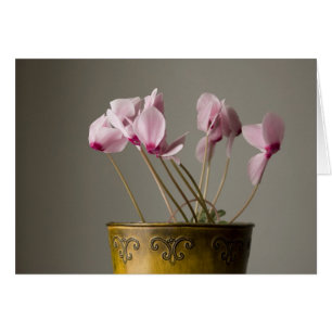 Usine de cyclamen