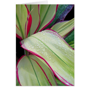 Usine hawaïenne de Ti