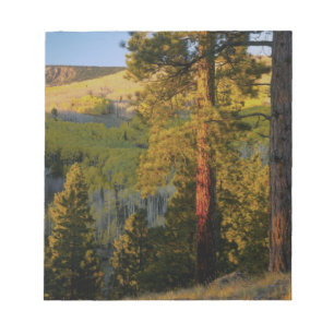 UTAH. Grove ponderosa-dennen & esp, herfst. Zonsop Notitieblok