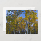 Utah. Verenigde Staten. Aspen-bomen in Dusk Briefkaart (Voorkant / Achterkant)
