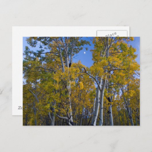 Utah. Verenigde Staten. Aspen-bomen in Dusk Briefkaart (Voorkant / Achterkant)