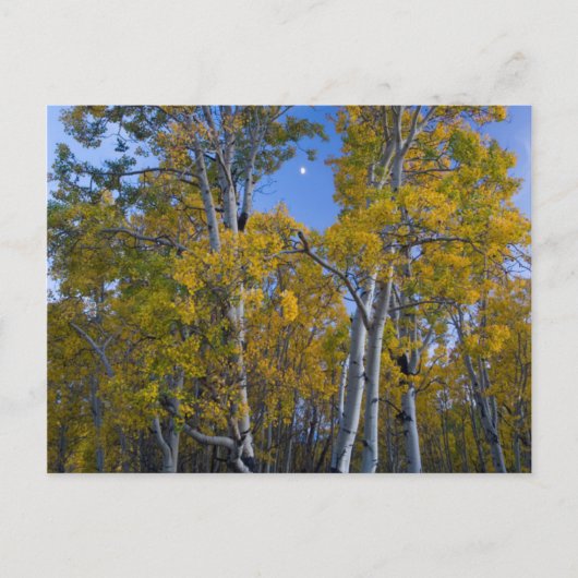 Utah. Verenigde Staten. Aspen-bomen in Dusk Briefkaart (Voorkant)