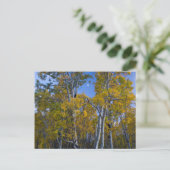Utah. Verenigde Staten. Aspen-bomen in Dusk Briefkaart (Staand voorkant)