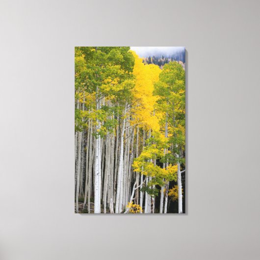 Utah. Verenigde Staten. Aspen Trees (Populus Tremu Canvas Afdruk (Voorkant)