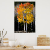 Utah, Verenigde Staten. Aspen Trees (Populus Tremu Poster (Keuken)