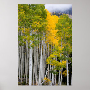 Utah. Verenigde Staten. Aspen Trees (Populus Tremu Poster