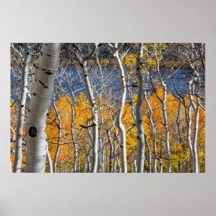 Utah, Verenigde Staten. Aspen Trees (Populus Tremu Poster
