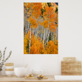 Utah, Verenigde Staten. Aspen Trees (Populus Tremu Poster (Keuken)