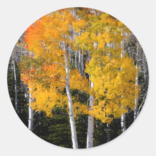 Utah, Verenigde Staten. Aspen Trees (Populus Tremu Ronde Sticker (Voorkant)