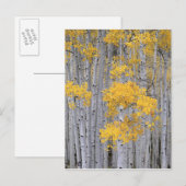 UTAH. VS. Aspen grove (Populus tremuloides) in Briefkaart (Voorkant / Achterkant)