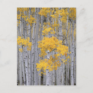 UTAH. VS. Aspen grove (Populus tremuloides) in Briefkaart