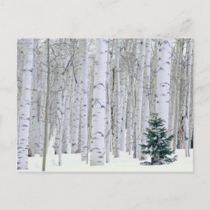 UTAH. VS. Espen (Populus tremuloides) & Douglasspa Briefkaart