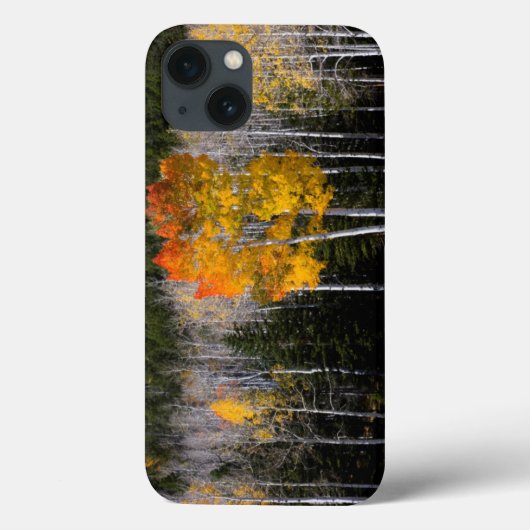 Utah, VS. Espenbomen (Populus Tremuloides) 2 Case-Mate iPhone Case (Achterkant)