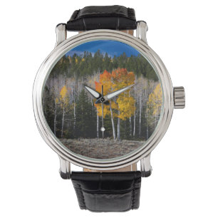 Utah, VS. Espenbomen (Populus Tremuloides) 2 Horloge