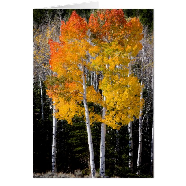 Utah, VS. Espenbomen (Populus Tremuloides) 3 (Voorkant)