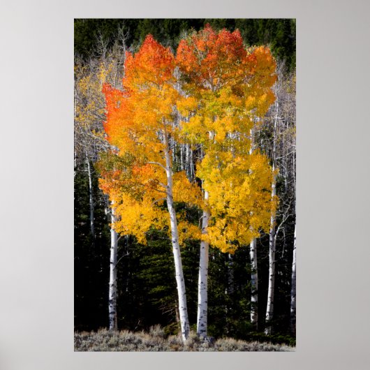 Utah, VS. Espenbomen (Populus Tremuloides) 3 Poster (Voorkant)
