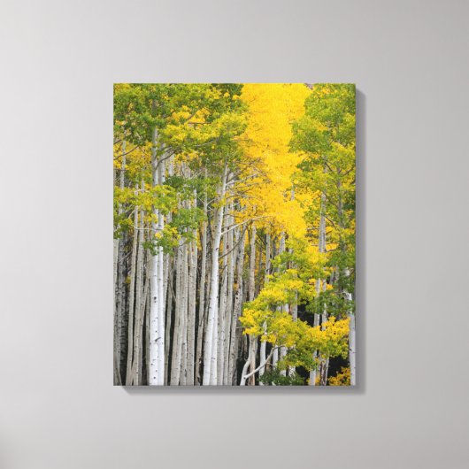 Utah. VS. Espenbomen (Populus Tremuloides) Canvas Afdruk (Voorkant)