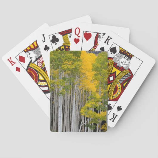 Utah. VS. Espenbomen (Populus Tremuloides) Speelkaarten (Achterkant)