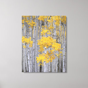 UTAH. VS. Espenbos (Populus tremuloides) in Canvas Afdruk