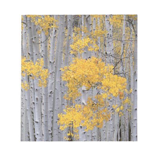UTAH. VS. Espenbos (Populus tremuloides) in Notitieblok (Voorkant)