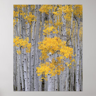 UTAH. VS. Espenbos (Populus tremuloides) in Poster