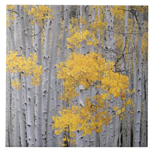 UTAH. VS. Espenbos (Populus tremuloides) in Tegeltje (Voorkant)