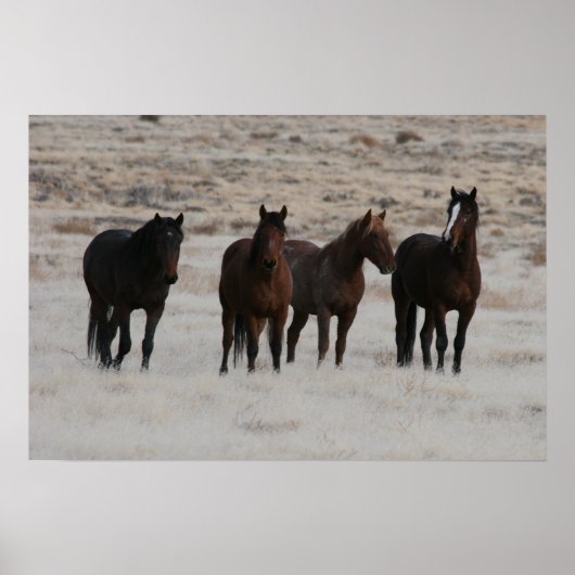 Utah Wild Mustangs Poster (Voorkant)
