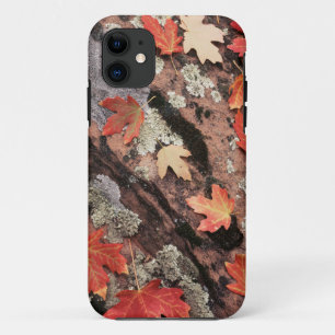 Utah, Zion National Park, patronen van herfst iPhone 11 Hoesje