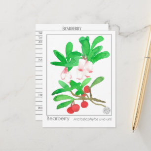 Uva Ursi Berendruifkruid Materia Medica Briefkaart