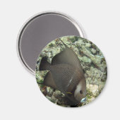 UW Angel Fish Magnet : chan-chemuyil.com (Recto/Verso)