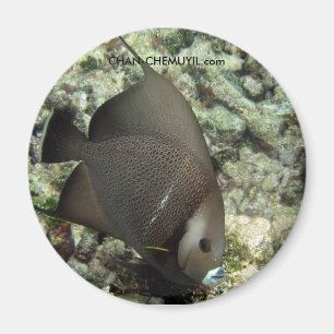 UW Angel Fish Magnet: chan-chemuyil.com Magneet