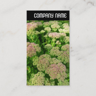 V Header - Sedum "Herfstvreugde" Visitekaartje