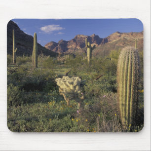 V.S., Arizona, Organ Pipe National Monument. Muismat