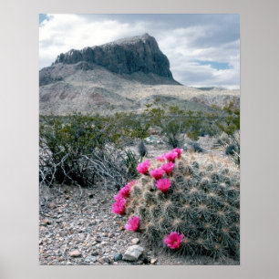 V.S., Texas, Big Bend National Park. Bloeiend Poster