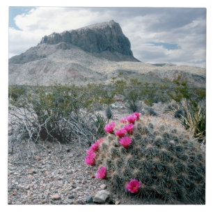 V.S., Texas, Big Bend National Park. Bloeiend Tegeltje