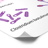 Vaak Bacteria Poster (Hoek)