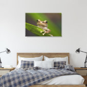 Vaak coqui, Eleutherodactylus coqui Canvas Afdruk (Insitu (Slaapkamer))
