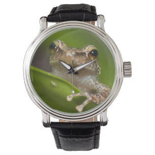 Vaak coqui, Eleutherodactylus coqui Horloge